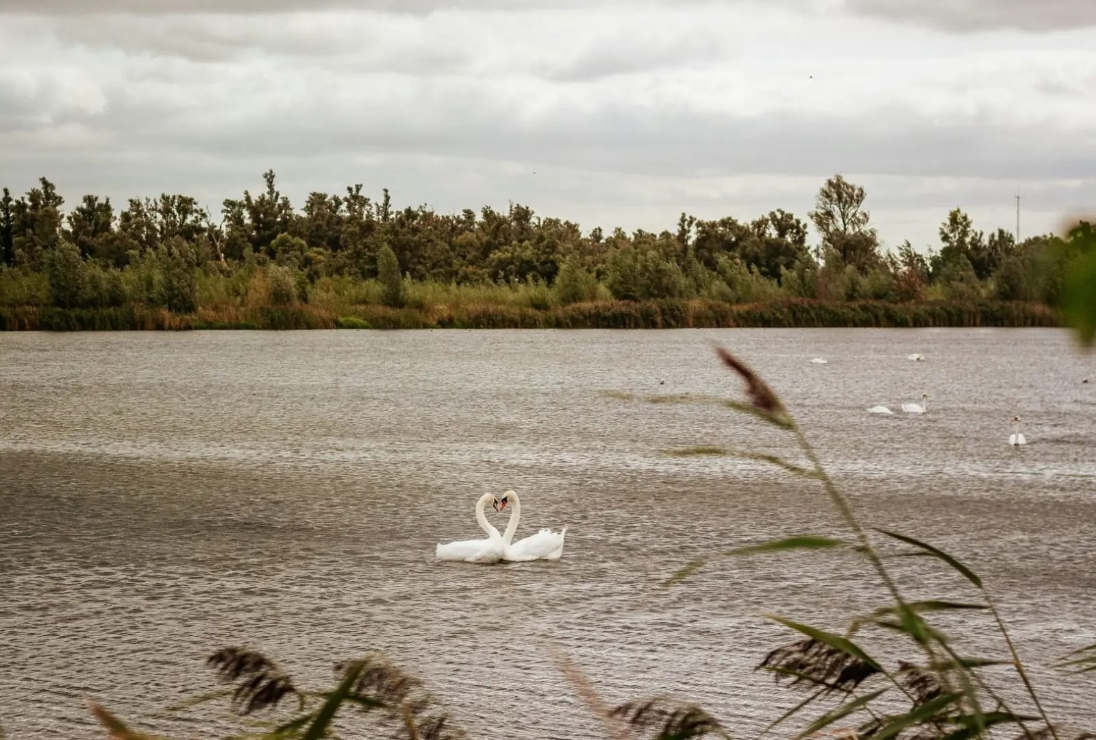 two swans on a lake surrounded by vegetation, Park De Biesbosch