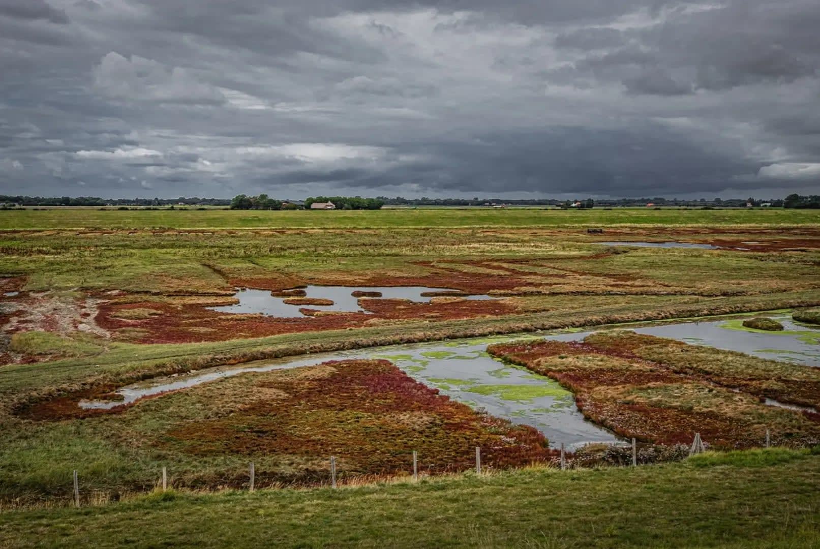 wet plain with plants, Park Oosterschelde
