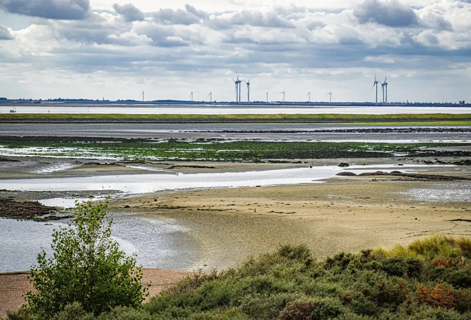 wet plain with plants and windmills in the background, Park Oosterschelde
