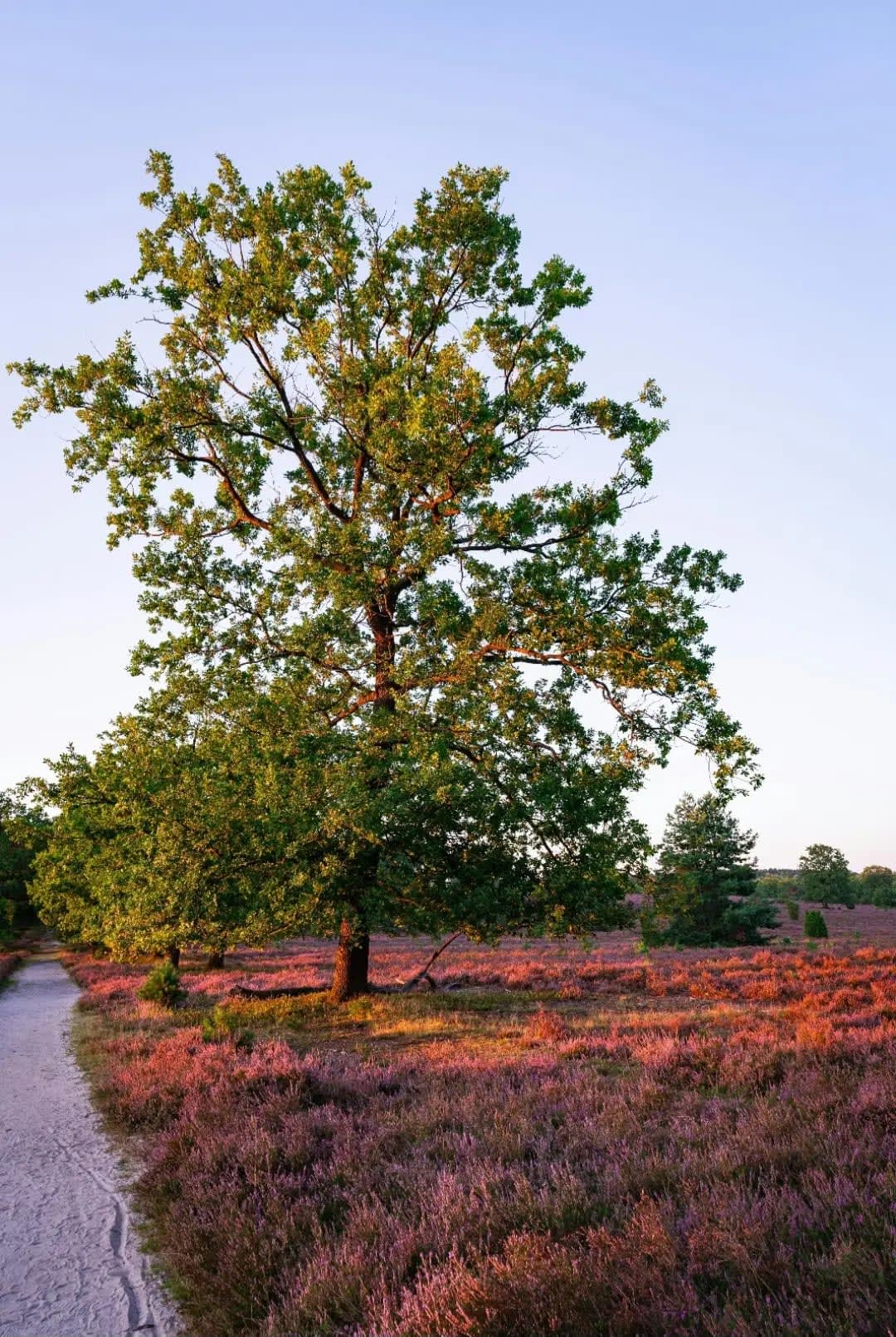 small path in a plain with purple flowers and trees, Park Veluwezoom