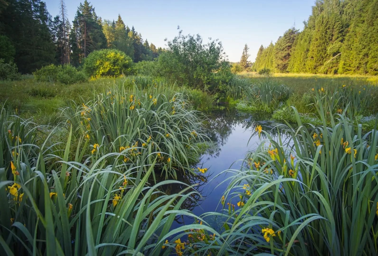 male stag in the middle of a forest, Park Zuid-Kennemerland