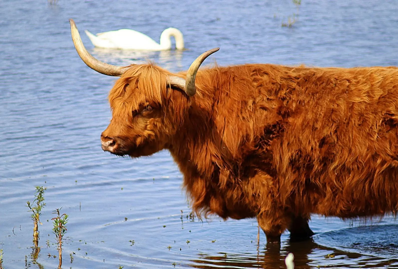 bull with orange fur in the water, Park Zuid-Kennemerland