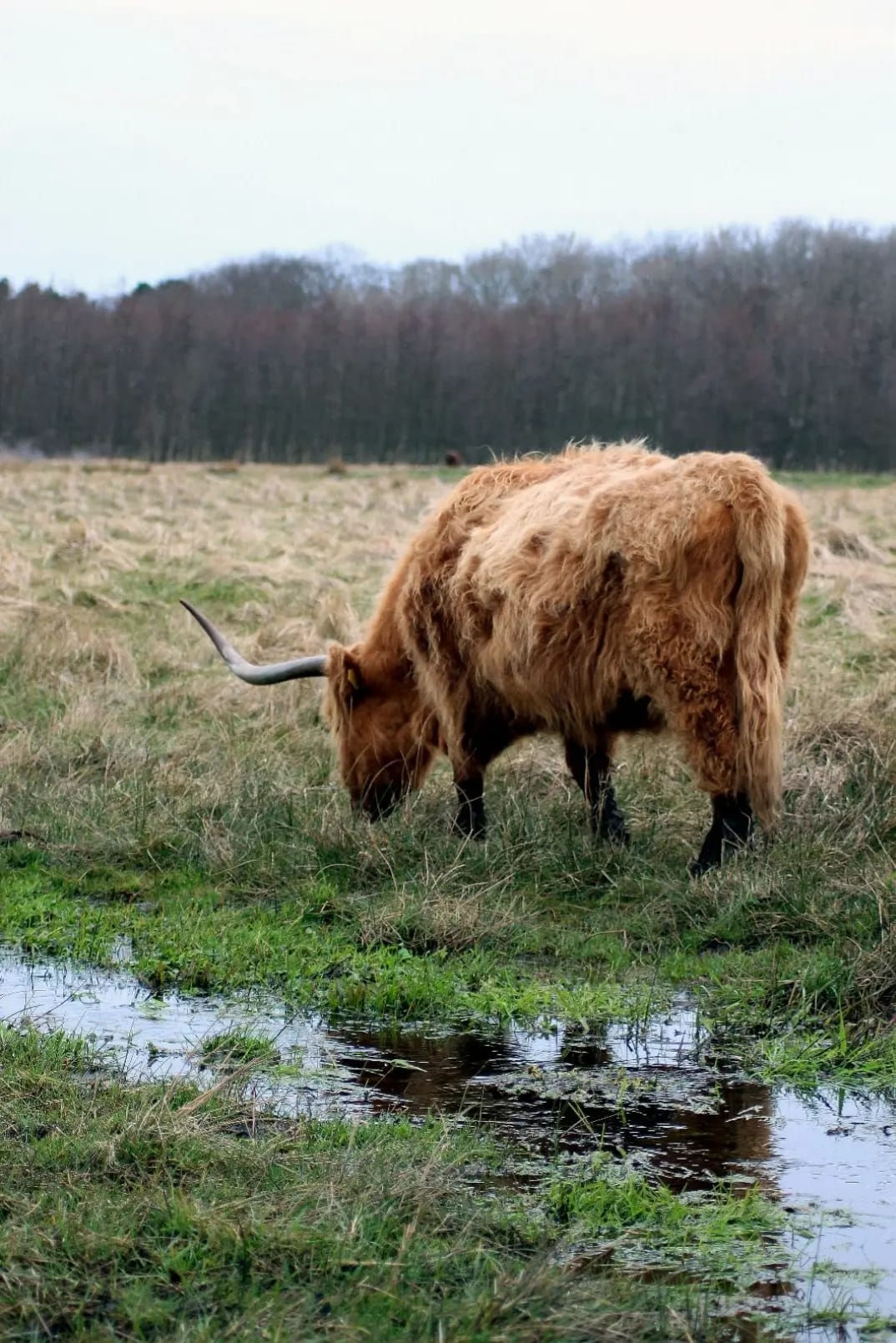 bull with orange fur grazing, Park Zuid-Kennemerland
