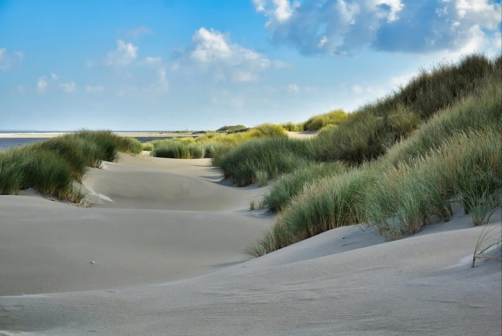 beach with grass growing on the sand, Waddeneilanden