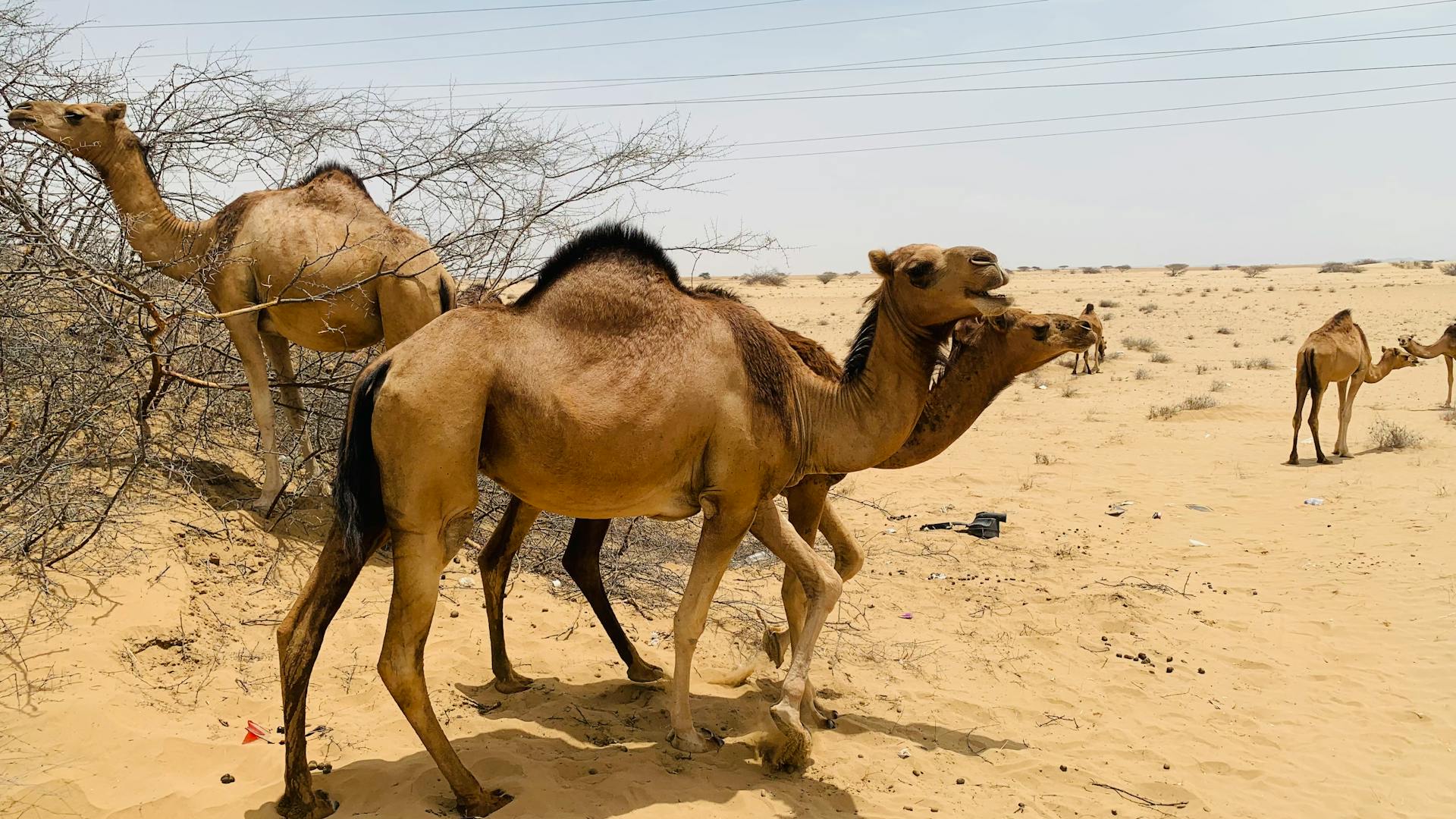 Thar Desert landscape view 3