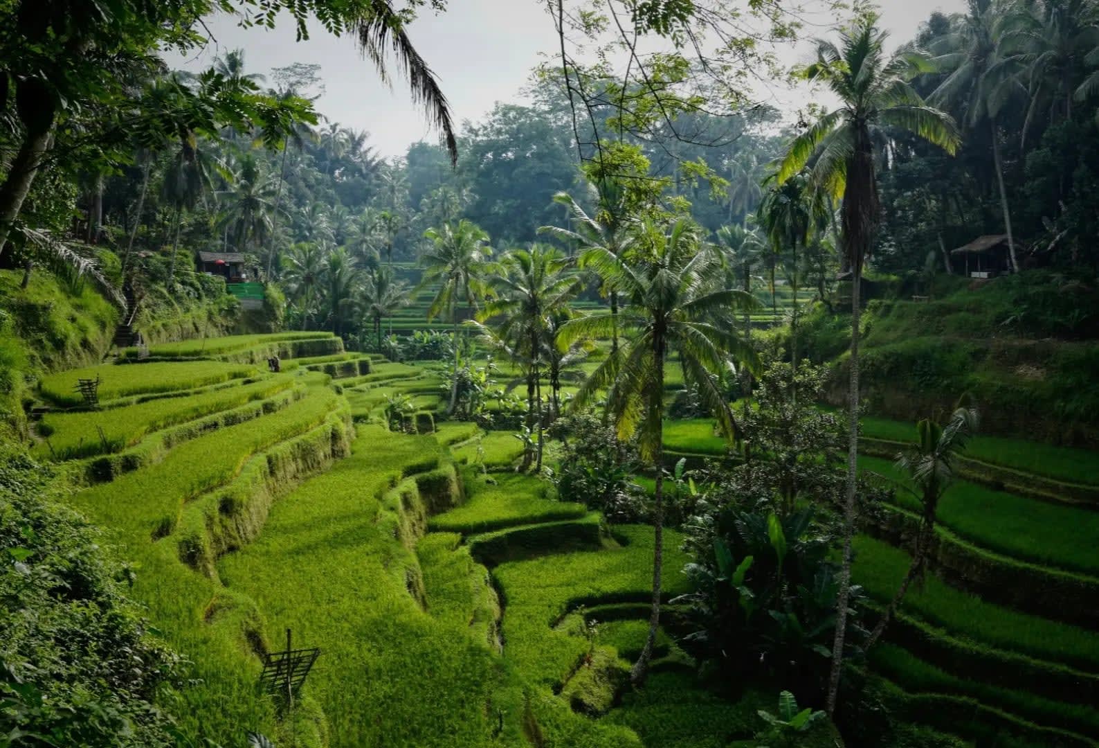 Hill with different levels covered in vegetation, Bali