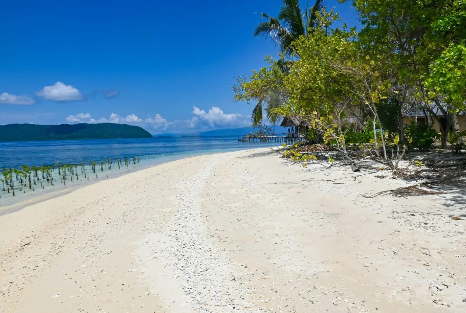 Beach with trees and palm trees, Raja Ampat