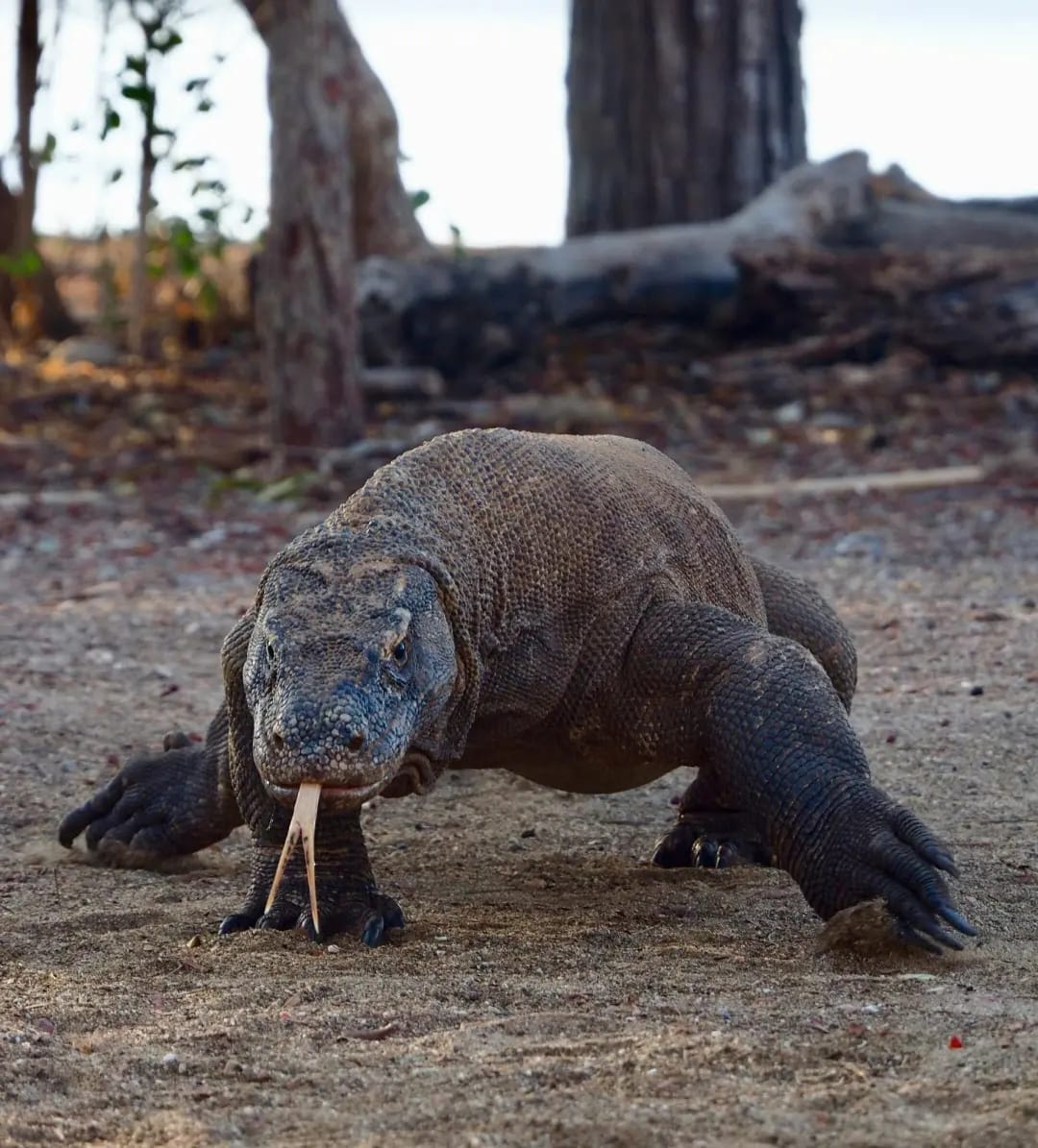A Komodo dragon moving majestically across Komodo Island, Komodo Island