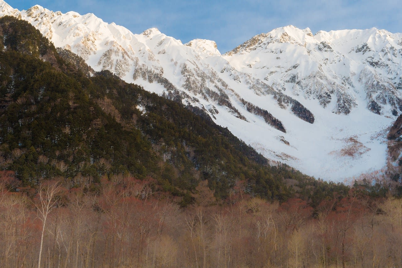 Japanese macaque sitting in the clear Azusa River in Kamikochi valley with larch forest behind