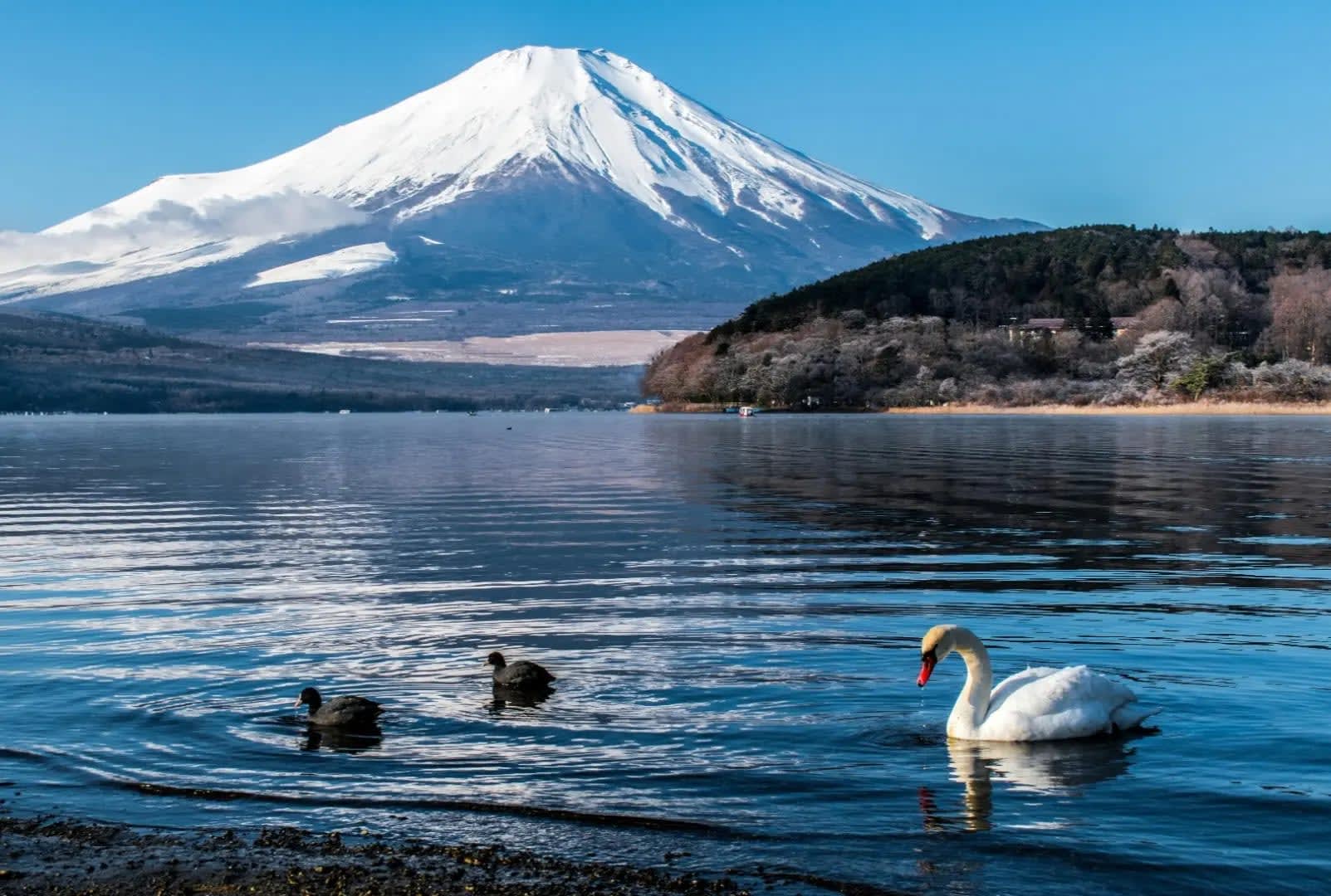 Mount Fuji and lake and swans