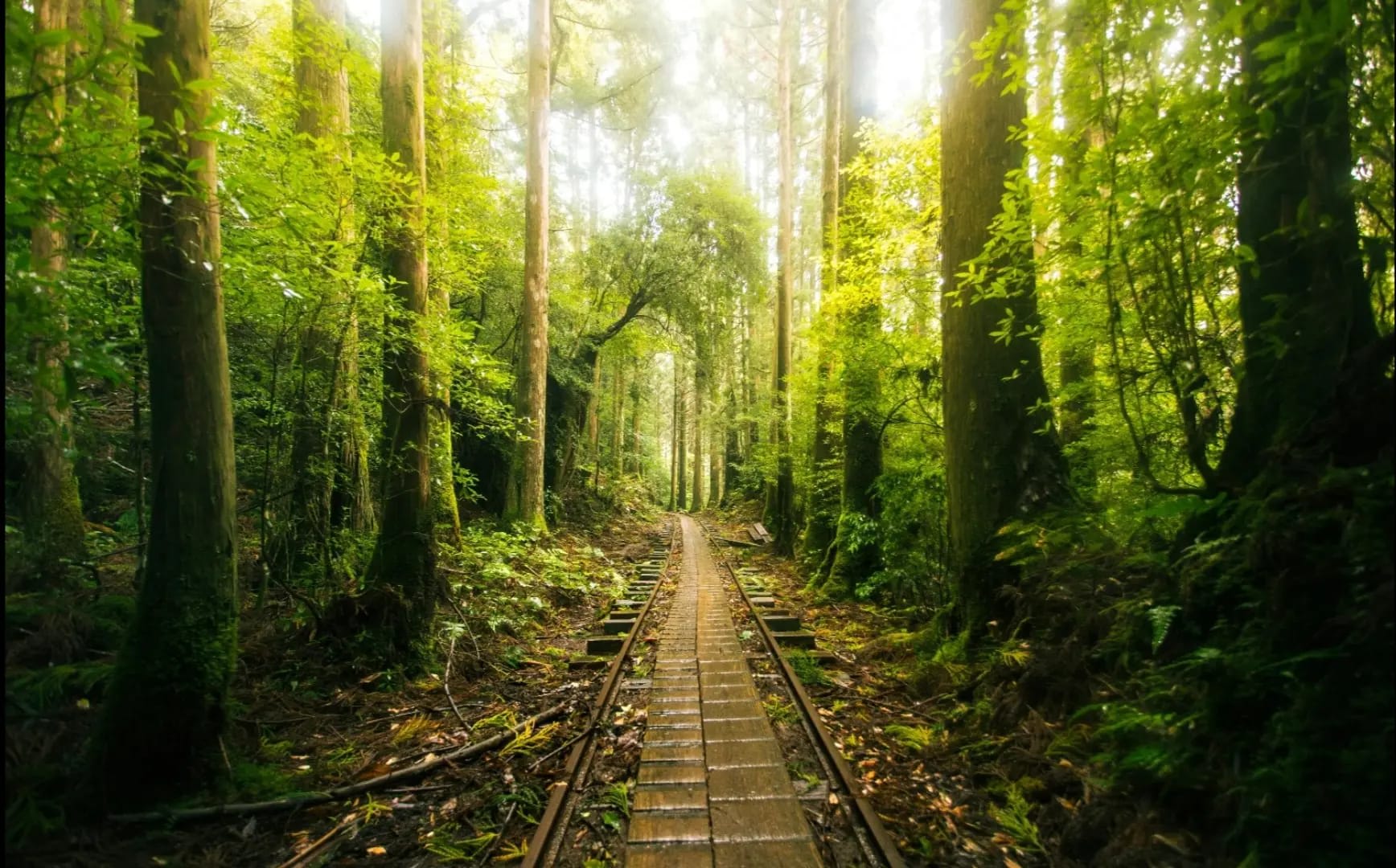 Yakushima. Wooden path through a jungle