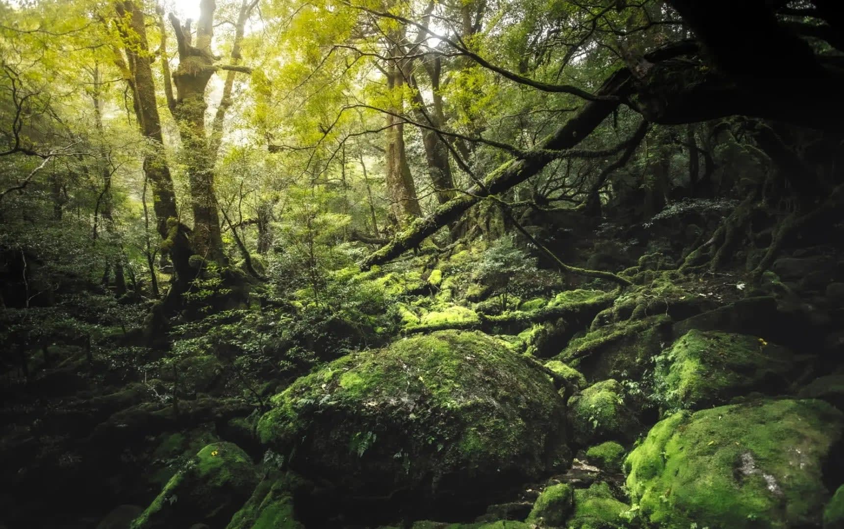 green rocks in a jungle, Yakushima