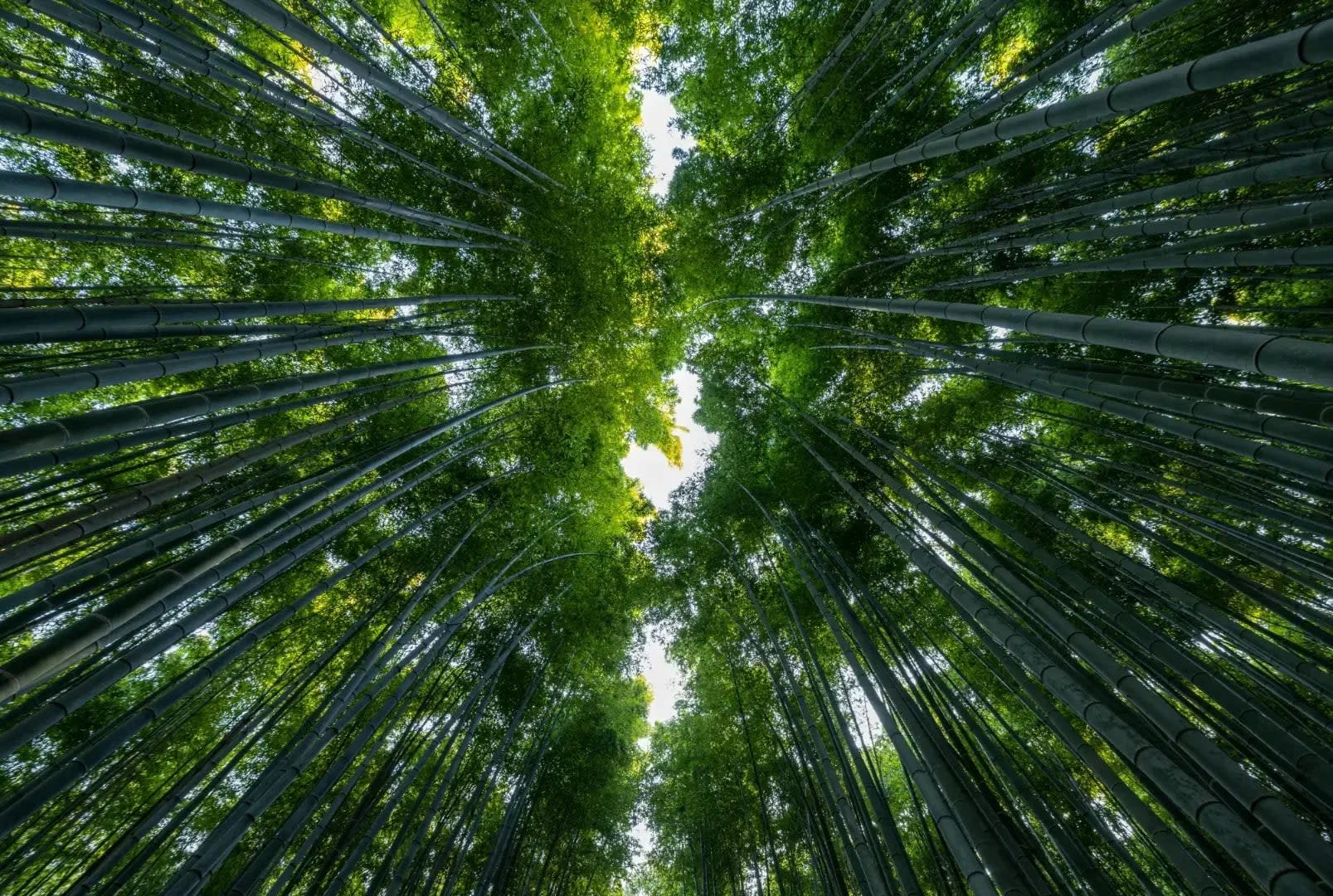 Ground-level view looking up in the Arashiyama Bamboo Grove, surrounded by tall, slender bamboo stalks reaching toward the sky, with a lush green canopy above and sunlight filtering through the leaves.