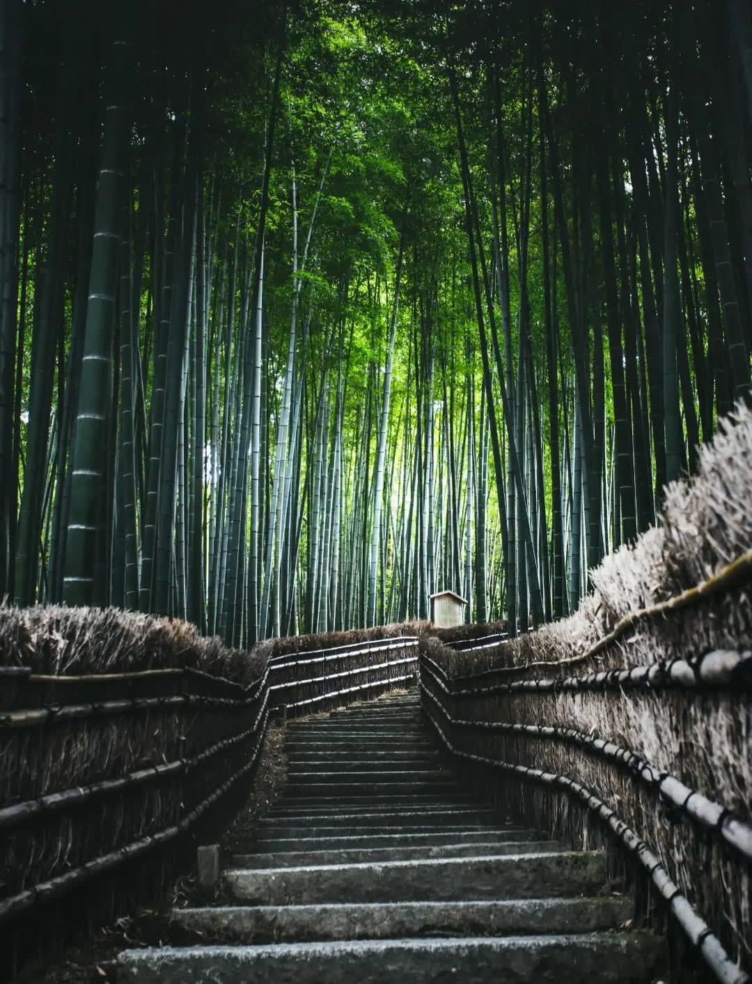  Tranquil pathway lined with tall bamboo on either side in Arashiyama Bamboo Grove, inviting visitors to explore the serene beauty of this iconic forest. 