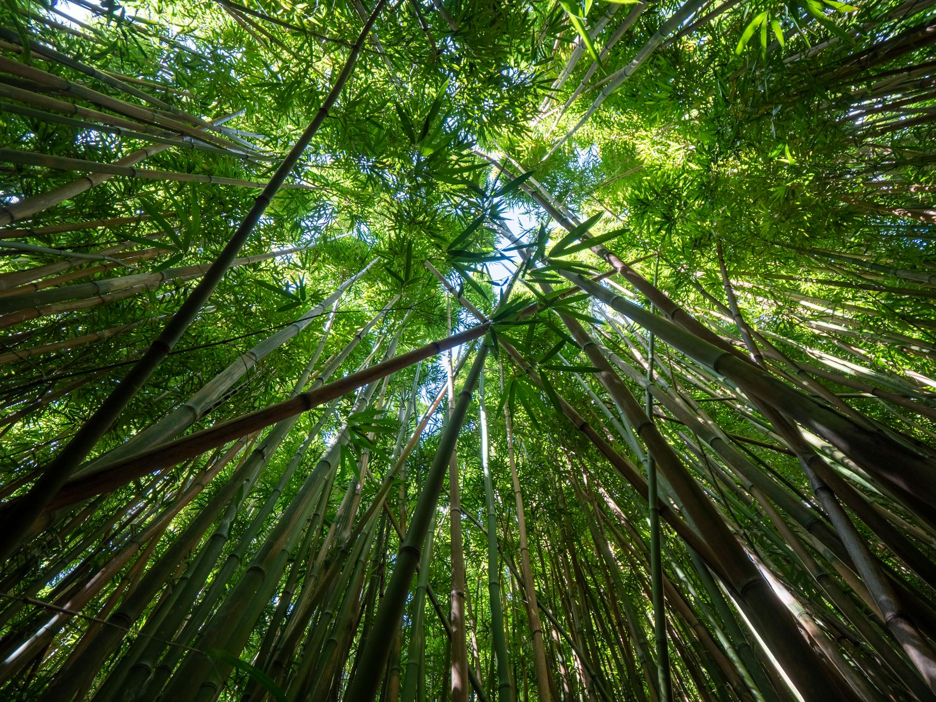  Staircase ascending through the lush greenery of Arashiyama Bamboo Grove, surrounded by towering bamboo stalks that create a serene and enchanting atmosphere.