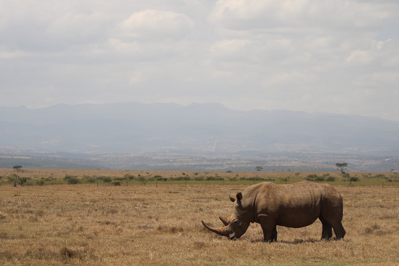 Elephant herd at a waterhole in the Laikipia plateau with Mount Kenya on the horizon
