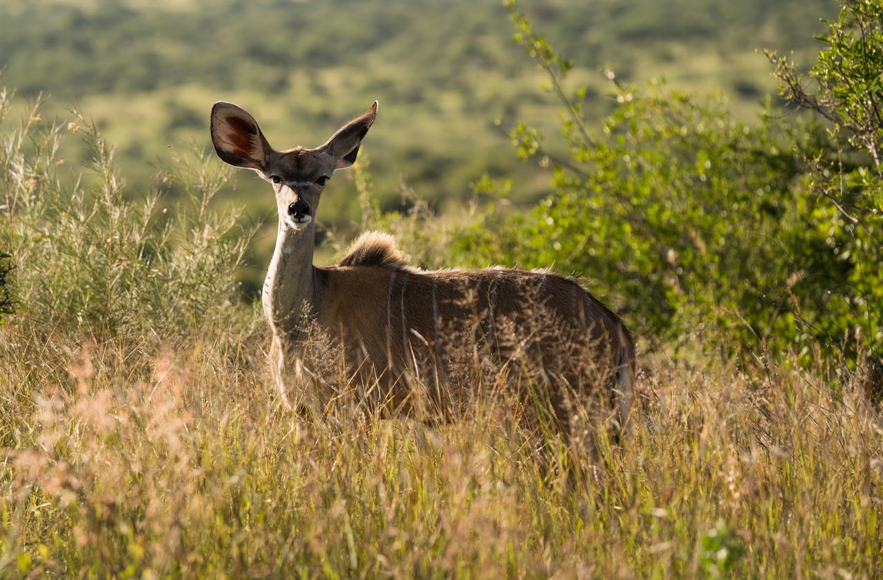 African wild dogs resting in the golden grass of Laikipia conservancy Kenya
