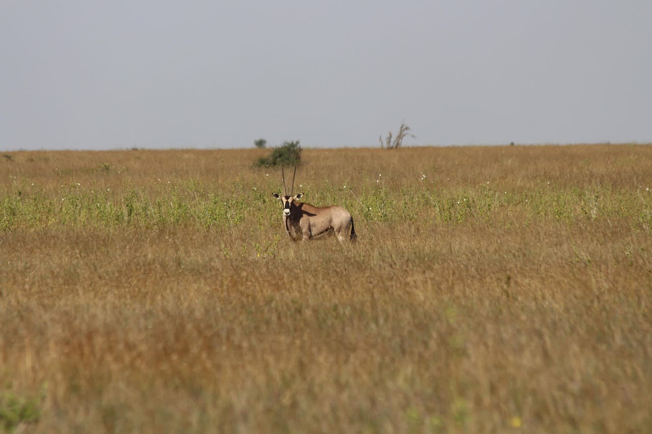 Grevy's zebra grazing in Laikipia at sunrise with the Aberdare range in the background