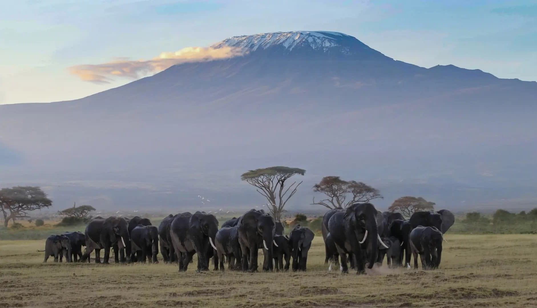Elephants with the towering Mount Kilimanjaro in the background in Amboseli, Amboseli National Park