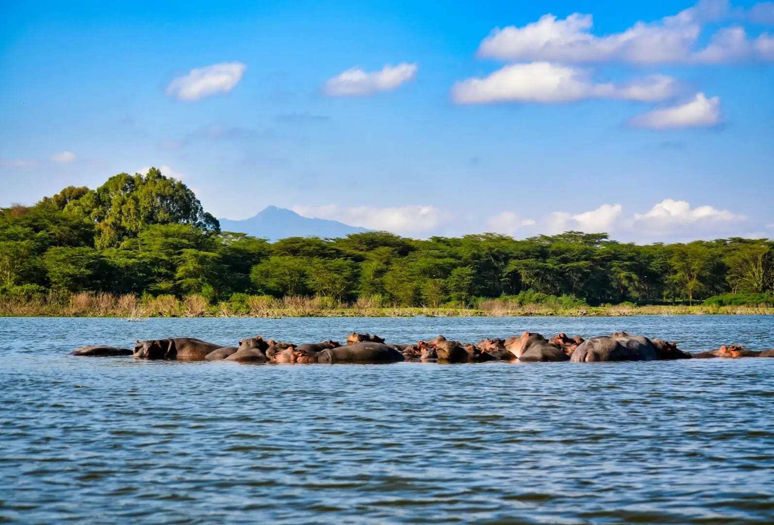 Discover Lake Nakuru National Park 