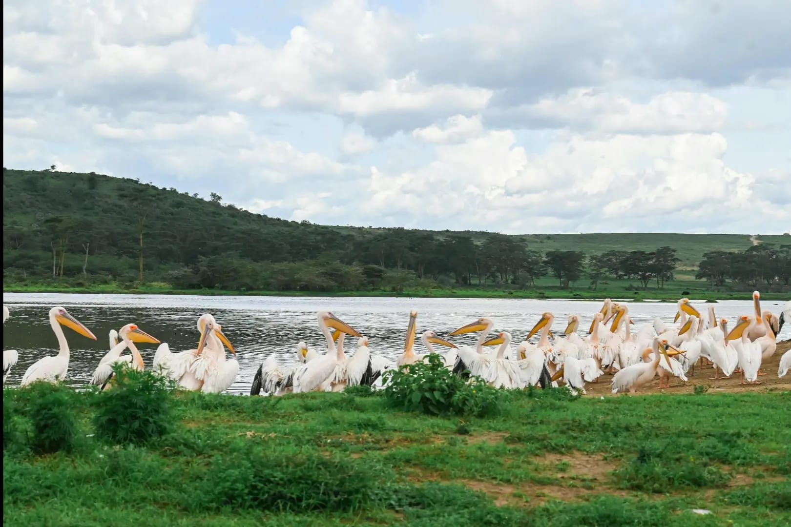 Lake with large white birds featuring big yellow beaks along the riverbank, Lake Nakuru National Park