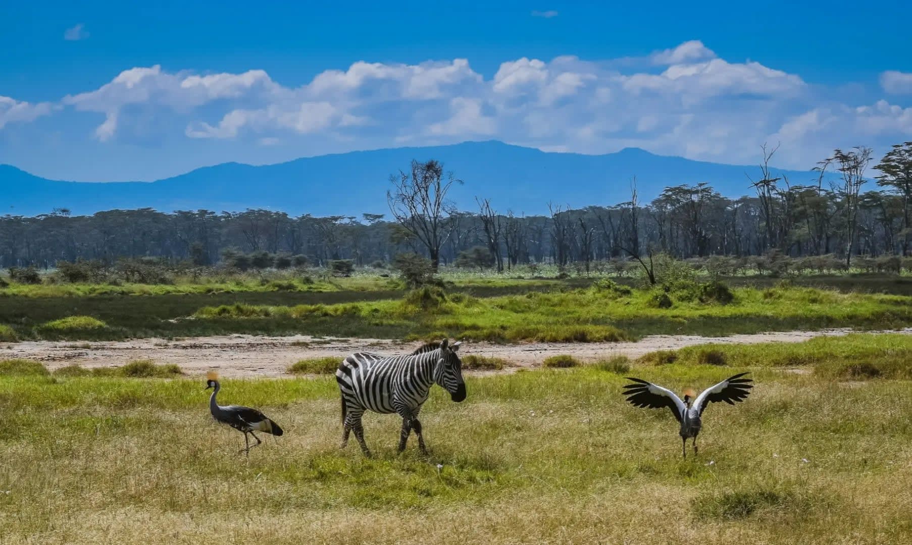 Discover Lake Nakuru National Park 