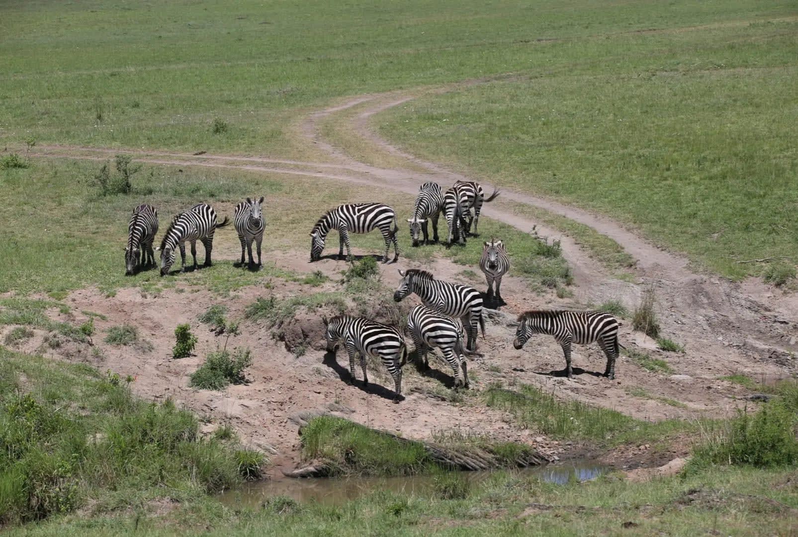 Grazing zebras in a grassy field, Kenia maasaiMara