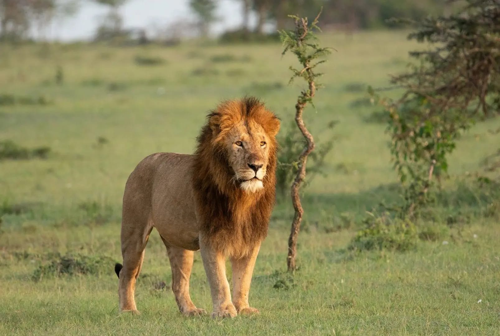 Discover Maasai Mara National Reserve 