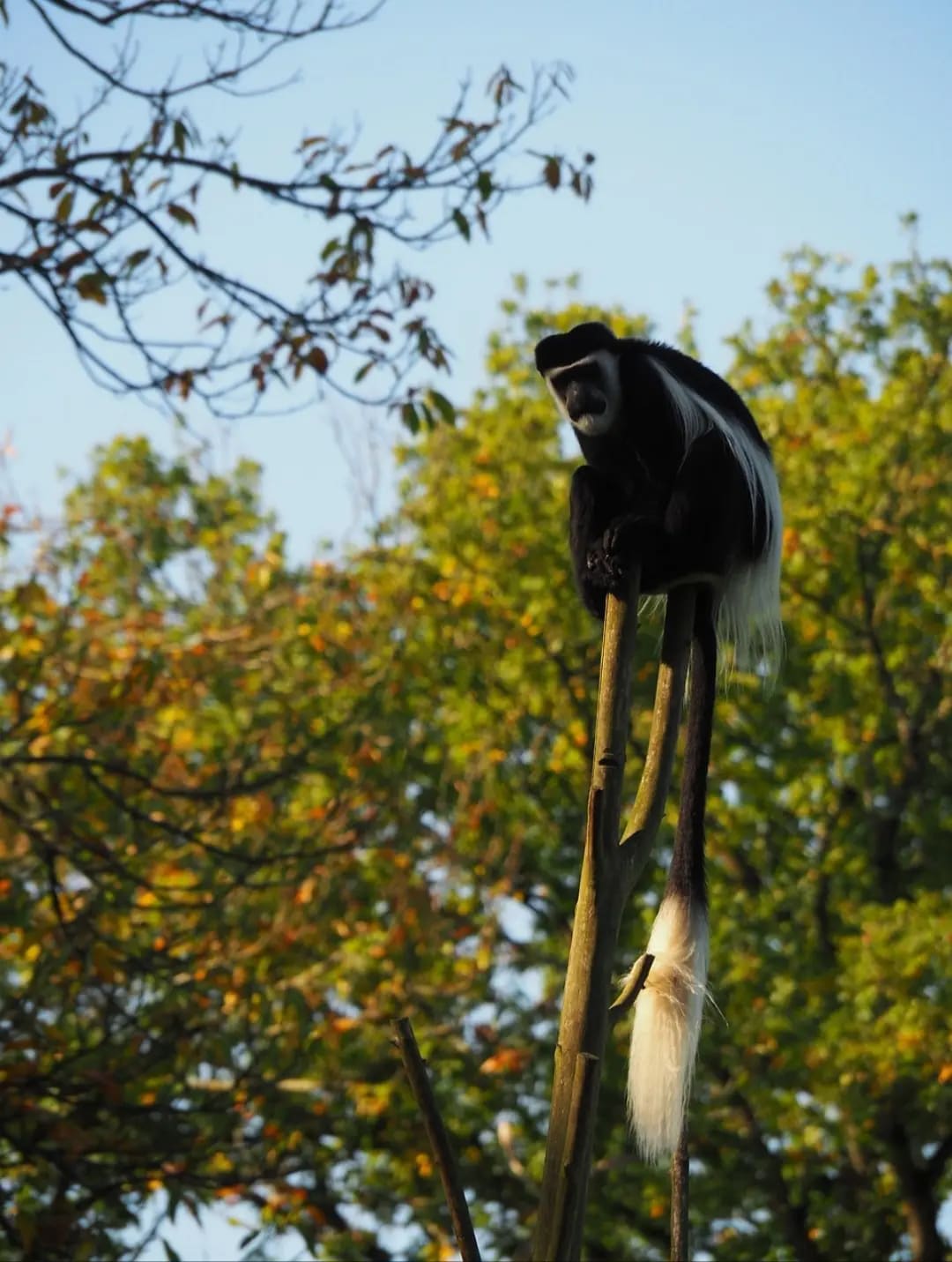 Discover Mount Kenya National Park 