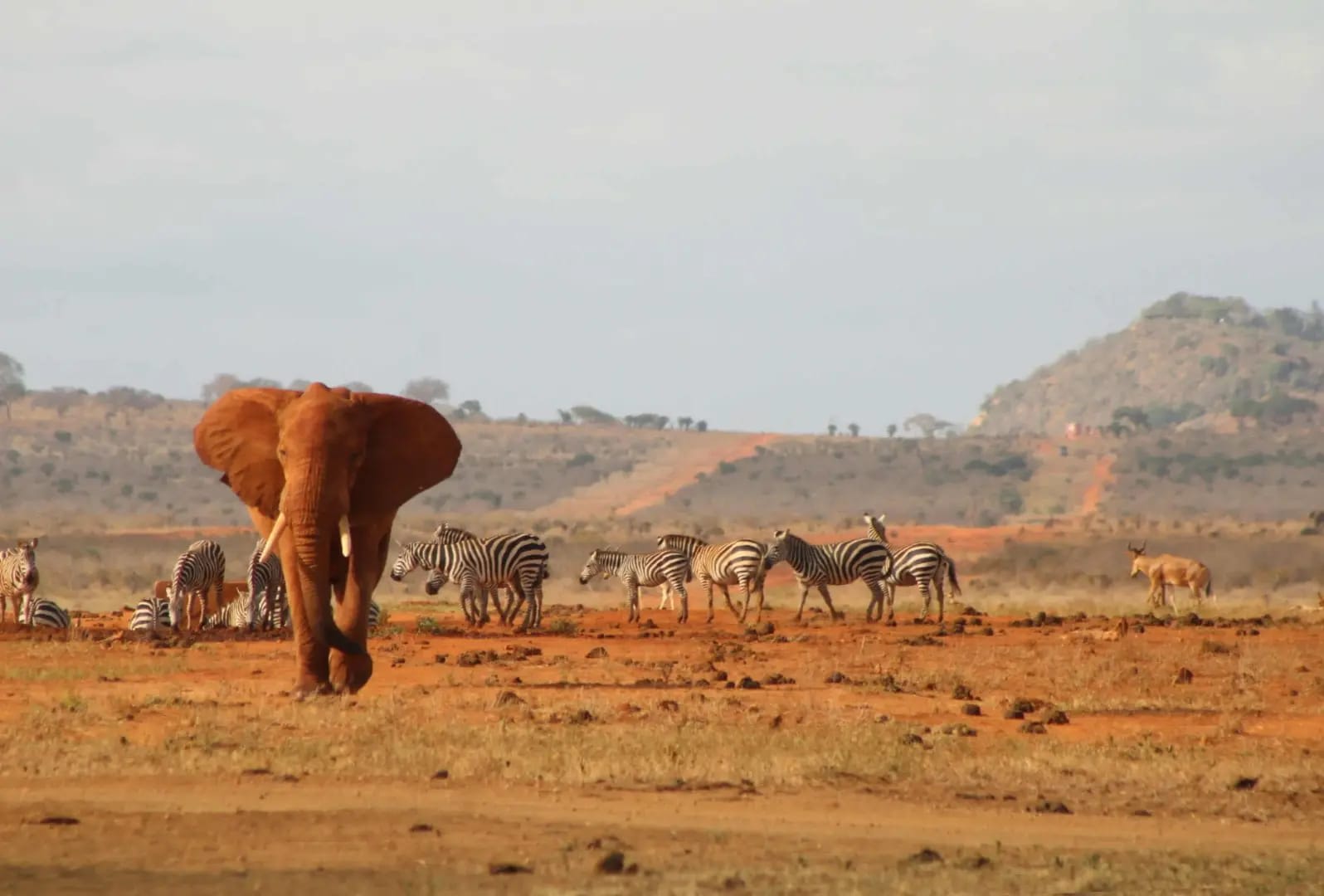 Dry landscape with zebras in the background and an elephant facing forward, Tsavo National Park