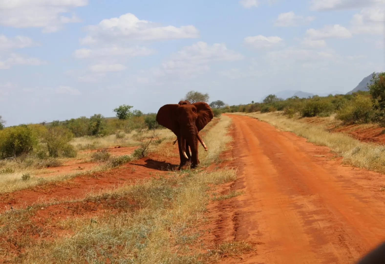 Discover Tsavo National Park 