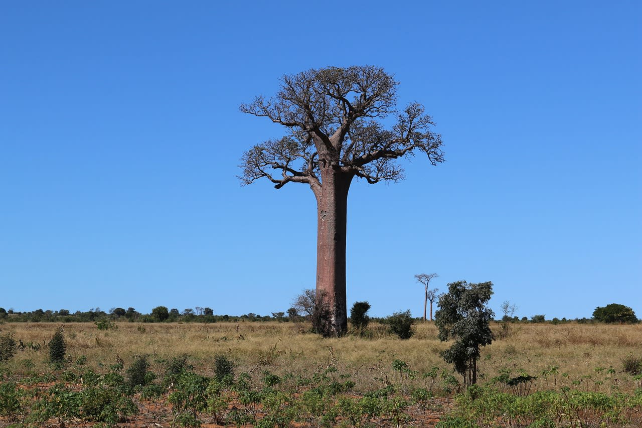 Local Malagasy zebu cattle and cart passing beneath the ancient baobab trees at golden hour