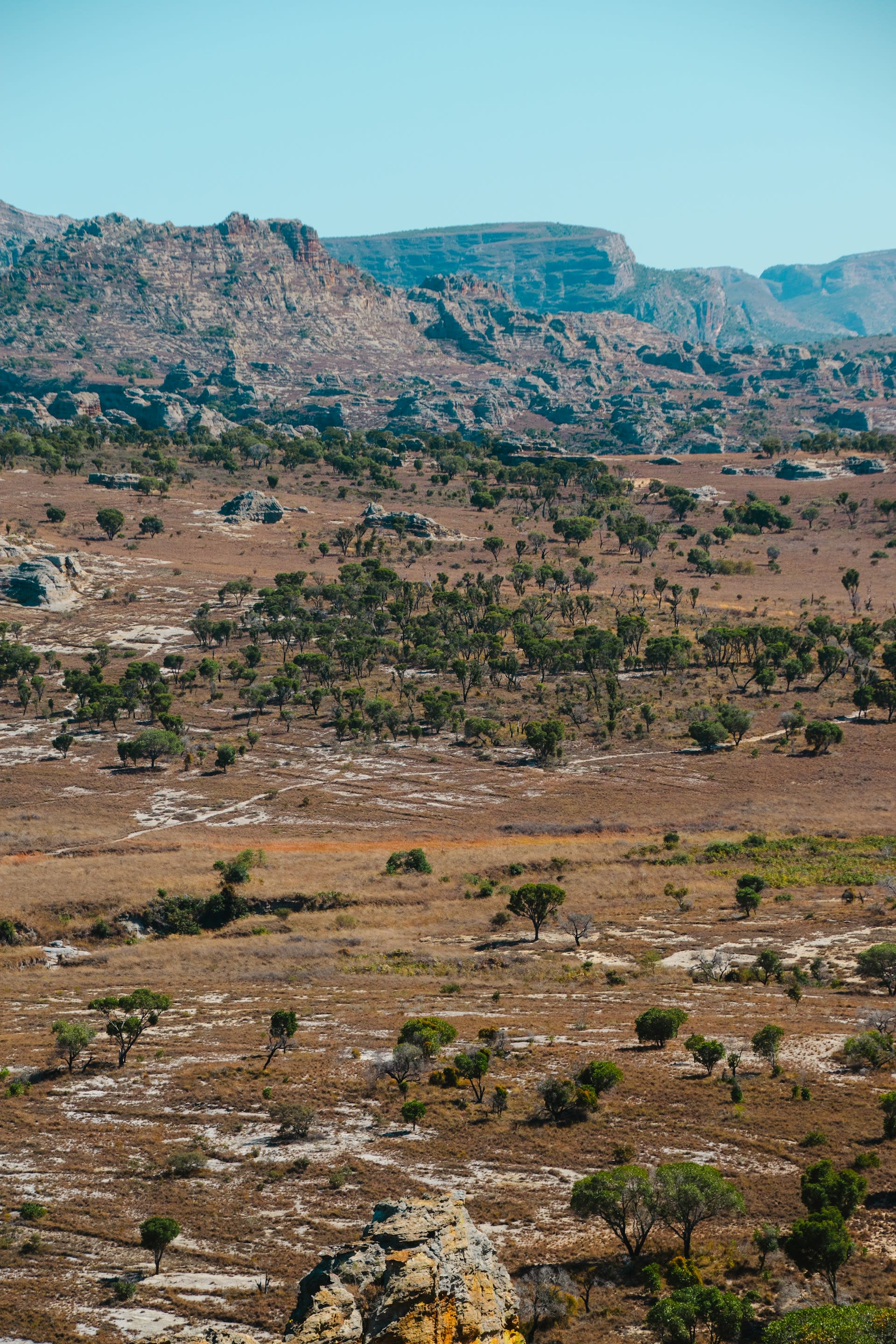 Natural swimming pool in a green oasis canyon in Isalo National Park with palm trees and clear water