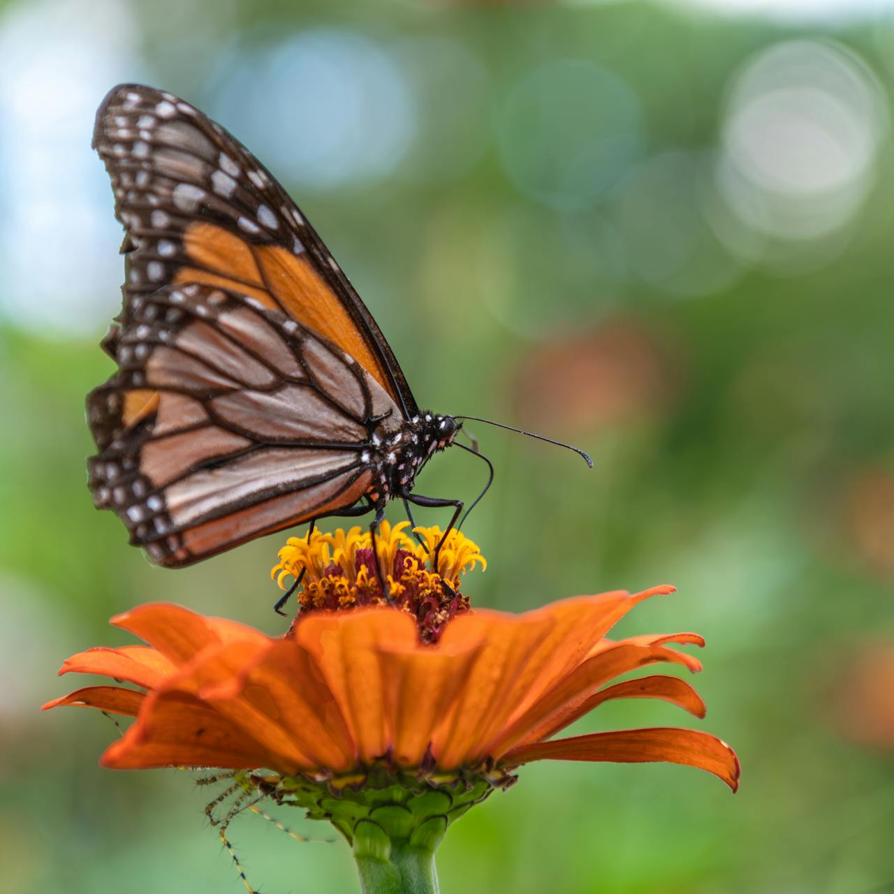 Butterfly Biosphere landscape view 2