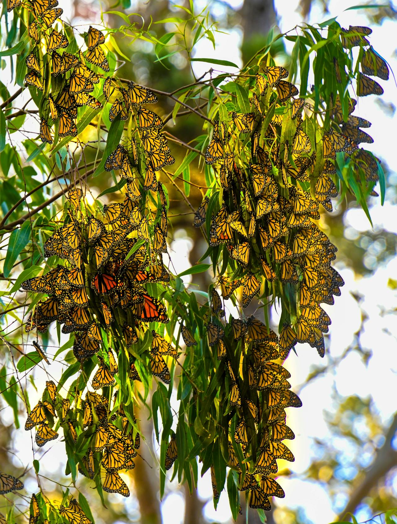Butterfly Biosphere landscape view 3