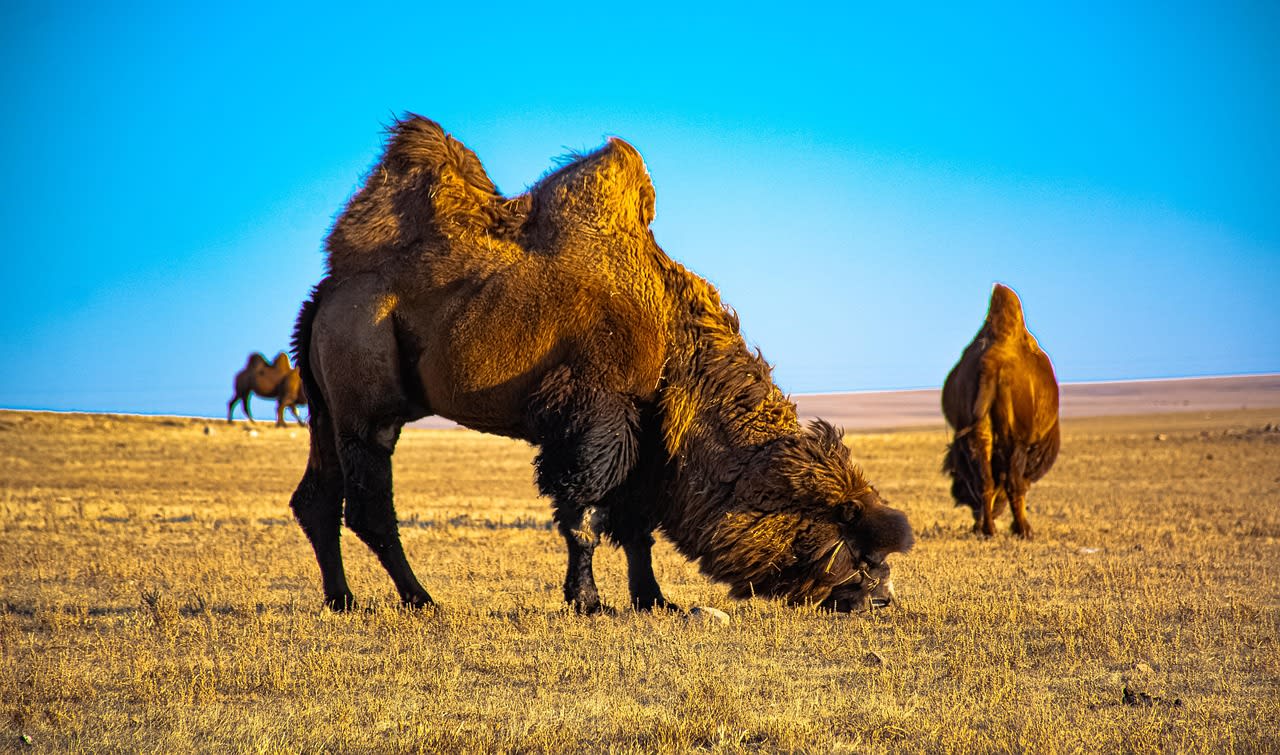 Bactrian camels at the base of the Khongoryn Els singing sand dunes in the Mongolian Gobi Desert