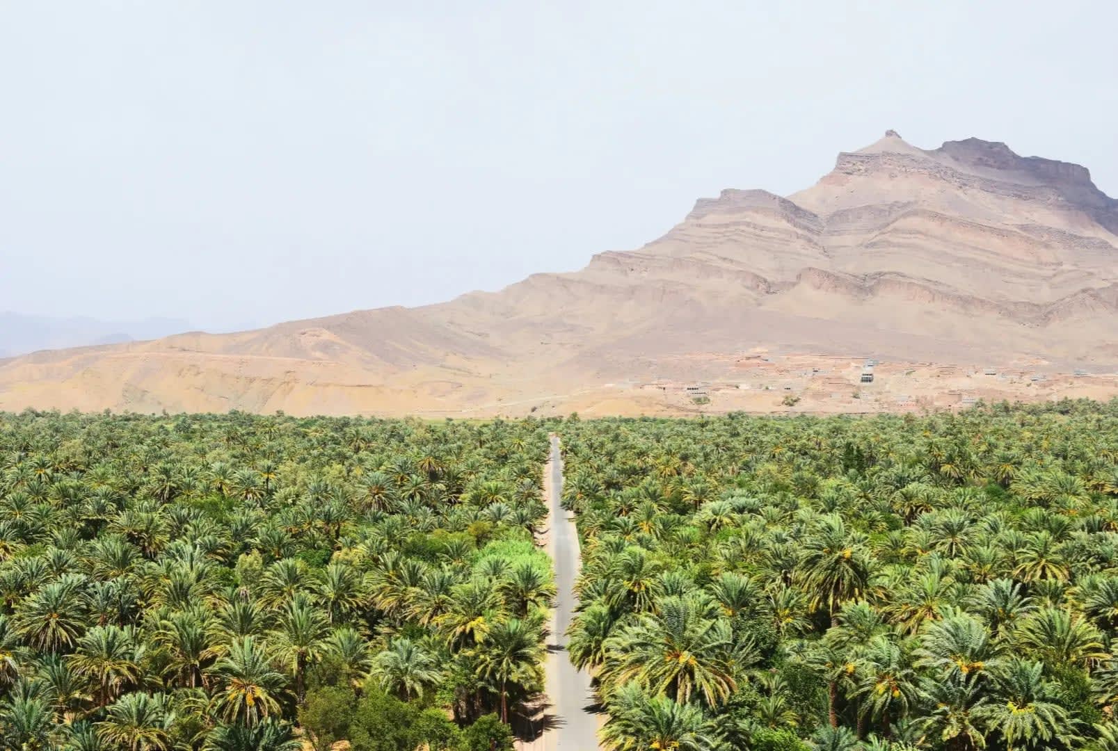 River Draa, pathway between palm trees with a dry mountain in the background
