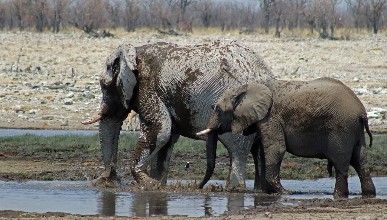 Hippos in the Okavango River at sunset in the Caprivi Strip Namibia with mopane forest behind