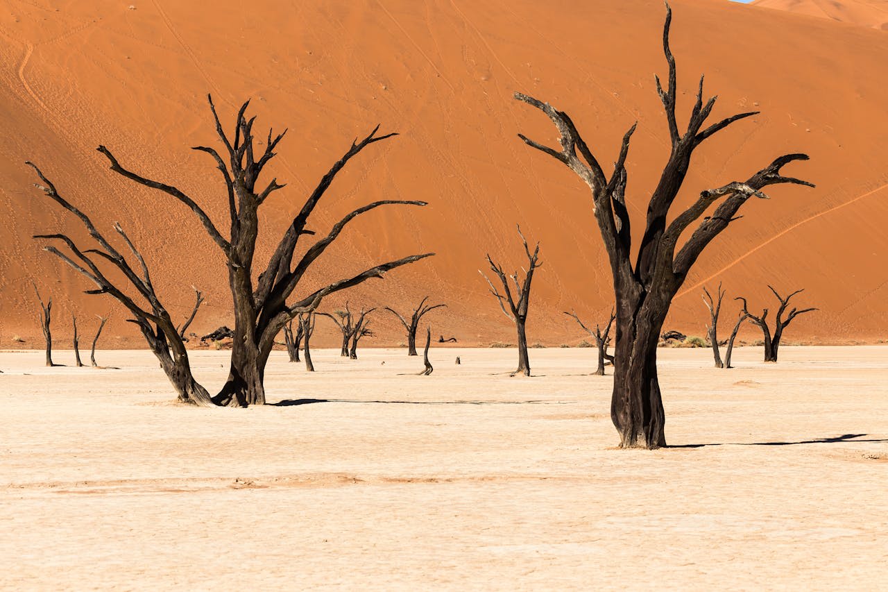 Blackened dead camel thorn trees on white clay pan at Deadvlei with towering orange sand dunes behind in Namibia