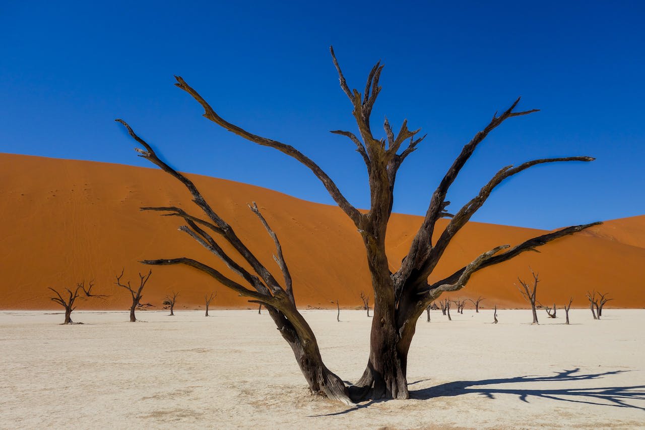 Single dead acacia tree silhouetted against the orange face of Dune 45 at sunrise in Deadvlei Namibia