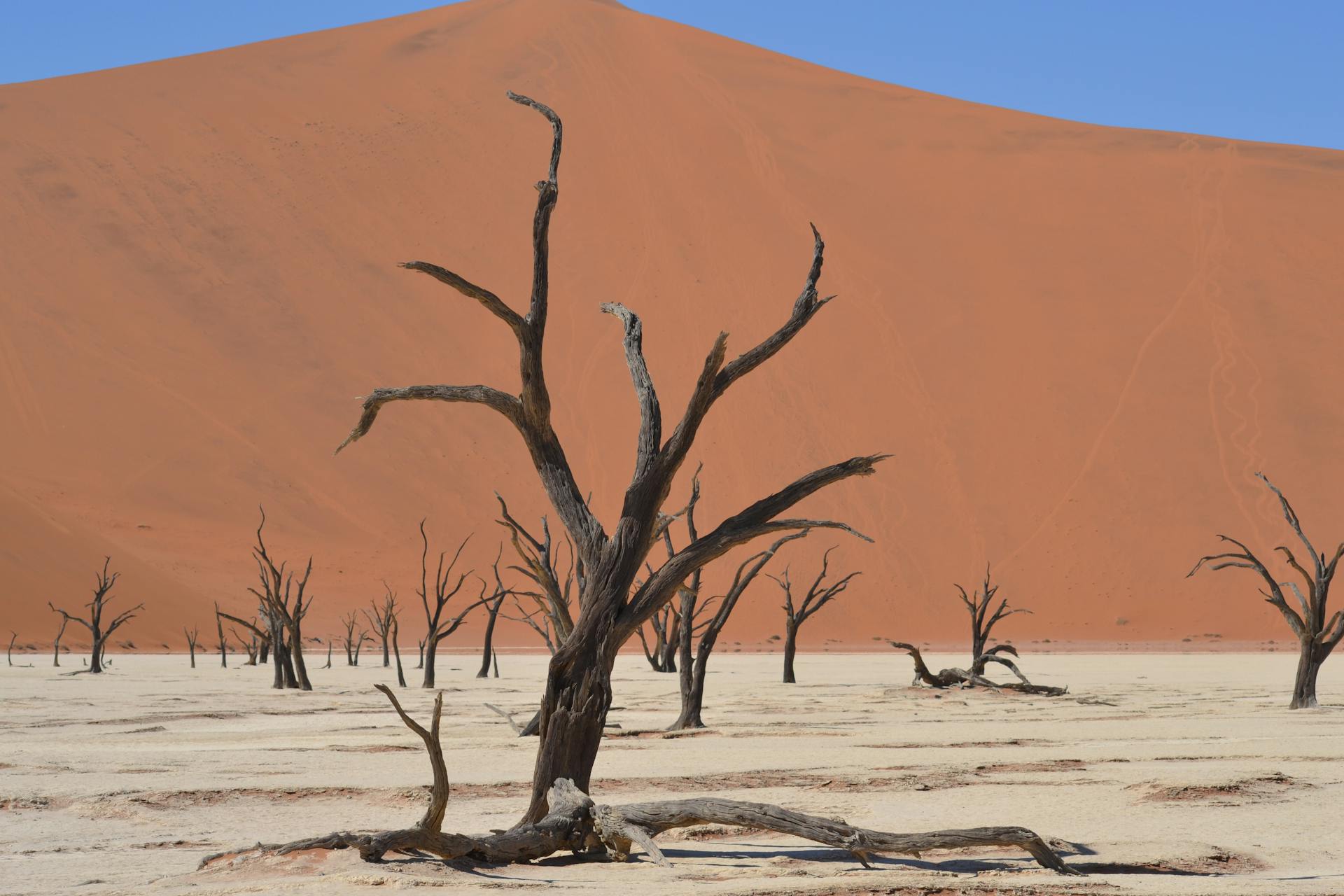Deep blue sky over the cracked white surface of Deadvlei with the black skeleton trees casting sharp shadows