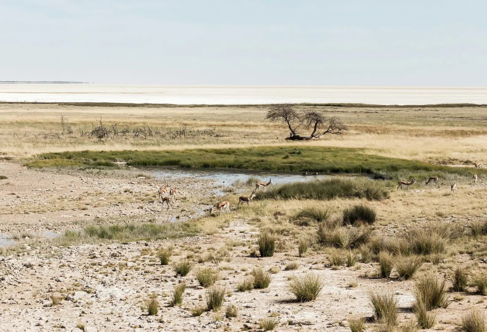 Etosha National Park : Namibia’s Premier Wildlife Destination 