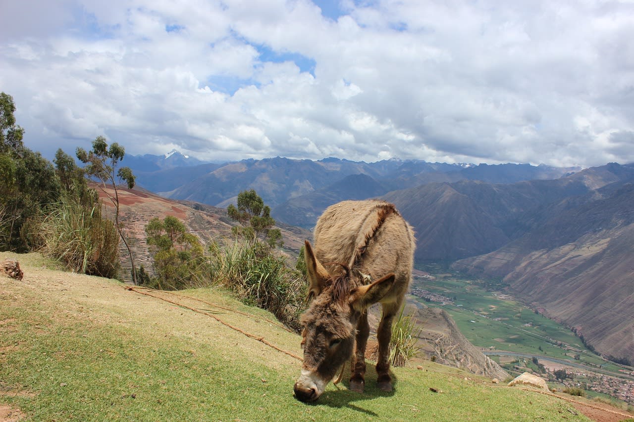 Pisac Inca ruins on the hilltop above the Sacred Valley with the Urubamba River and Andes below Peru