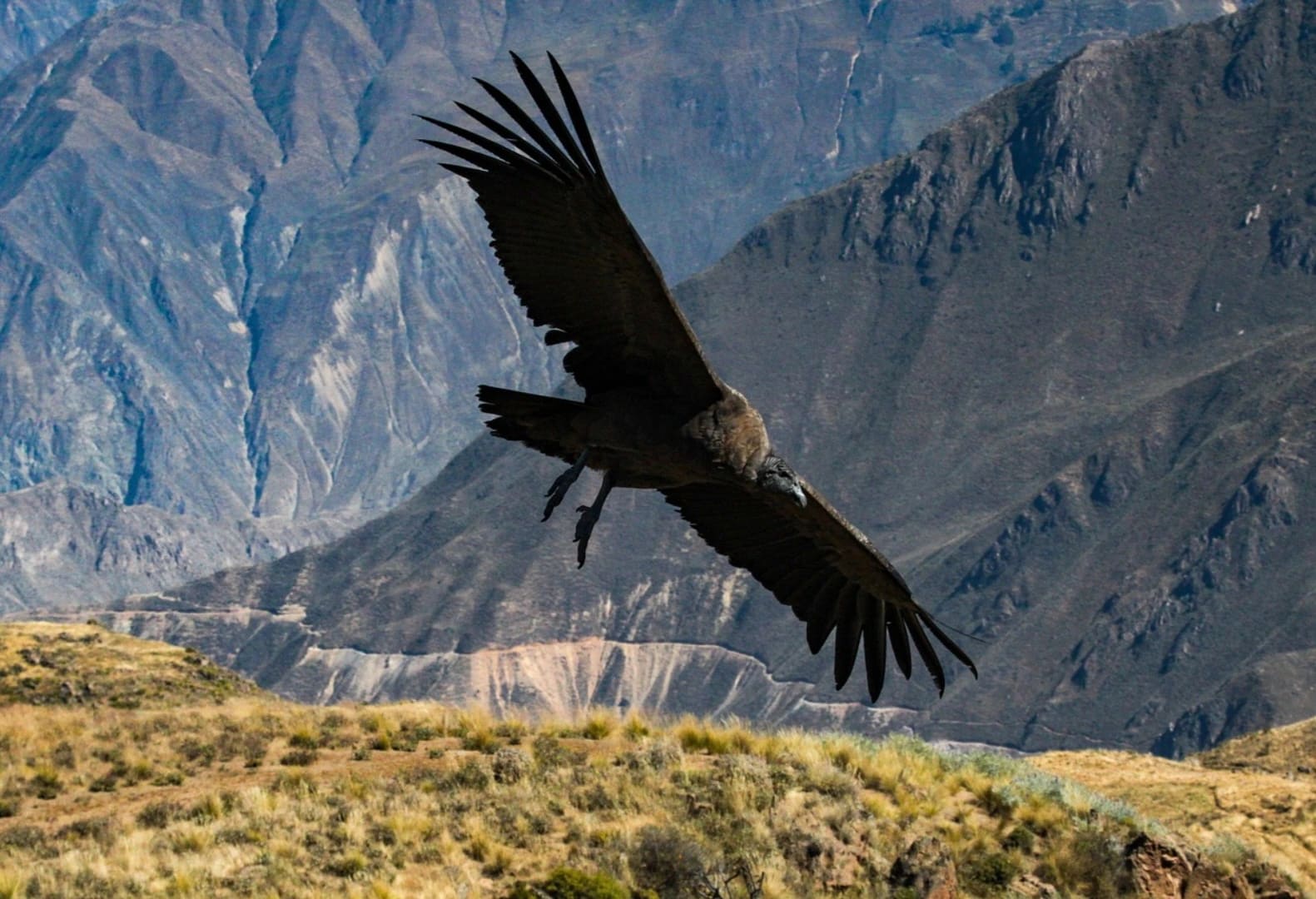 Discover Colca Canyon - One of the Deepest Canyons in the World