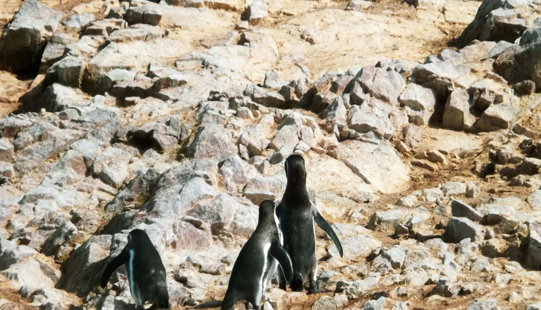 Explore Paracas - A Coastal Gem in Peru