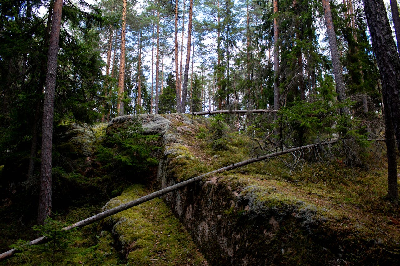 Giant ancient oak trees in the strictly protected zone of Białowieża National Park Poland