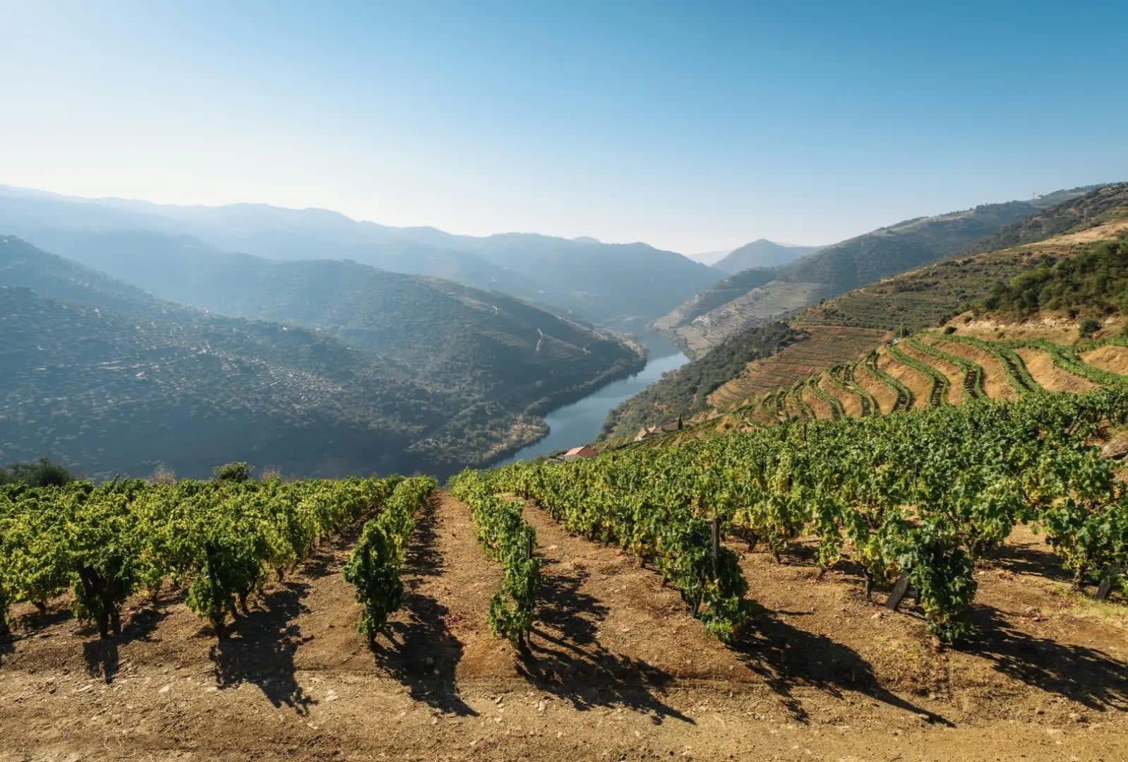 cultivated hillside and natural hillside in front of a lake, Vale do Douro