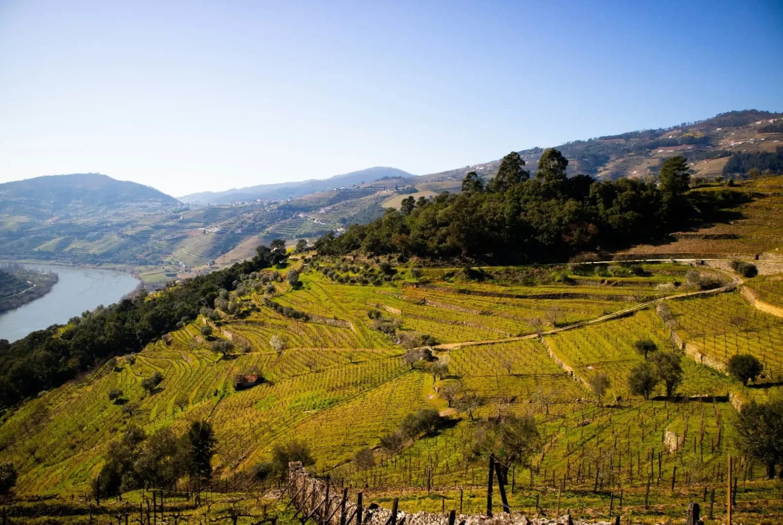cultivated hillside and natural hillside facing a river, Vale do Douro