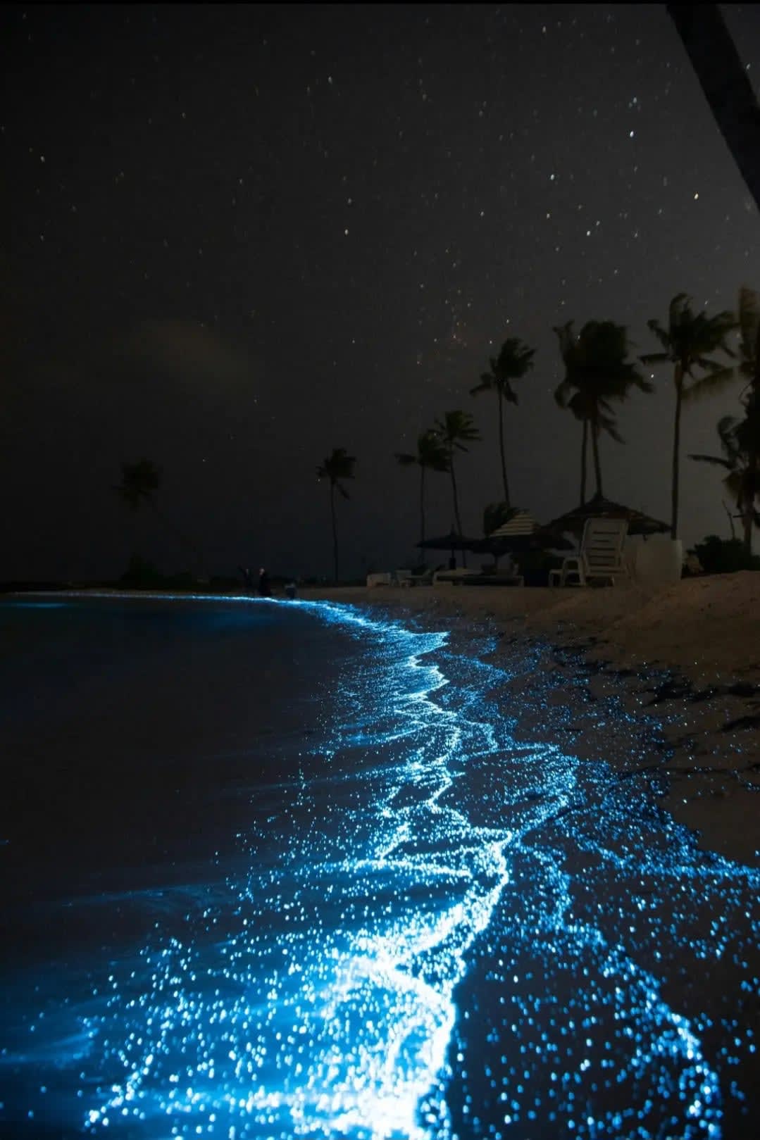 A bioluminescent beach with palm trees, Puerto Rico