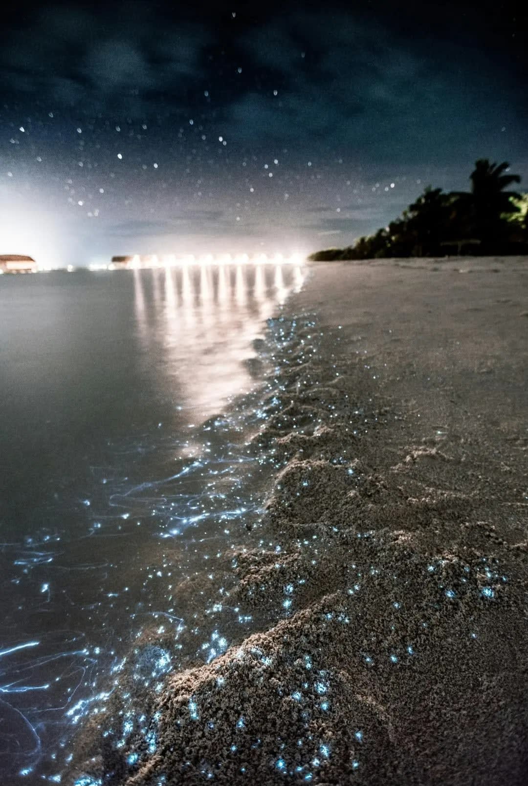 Bioluminescent Bay, bioluminescent beach at night